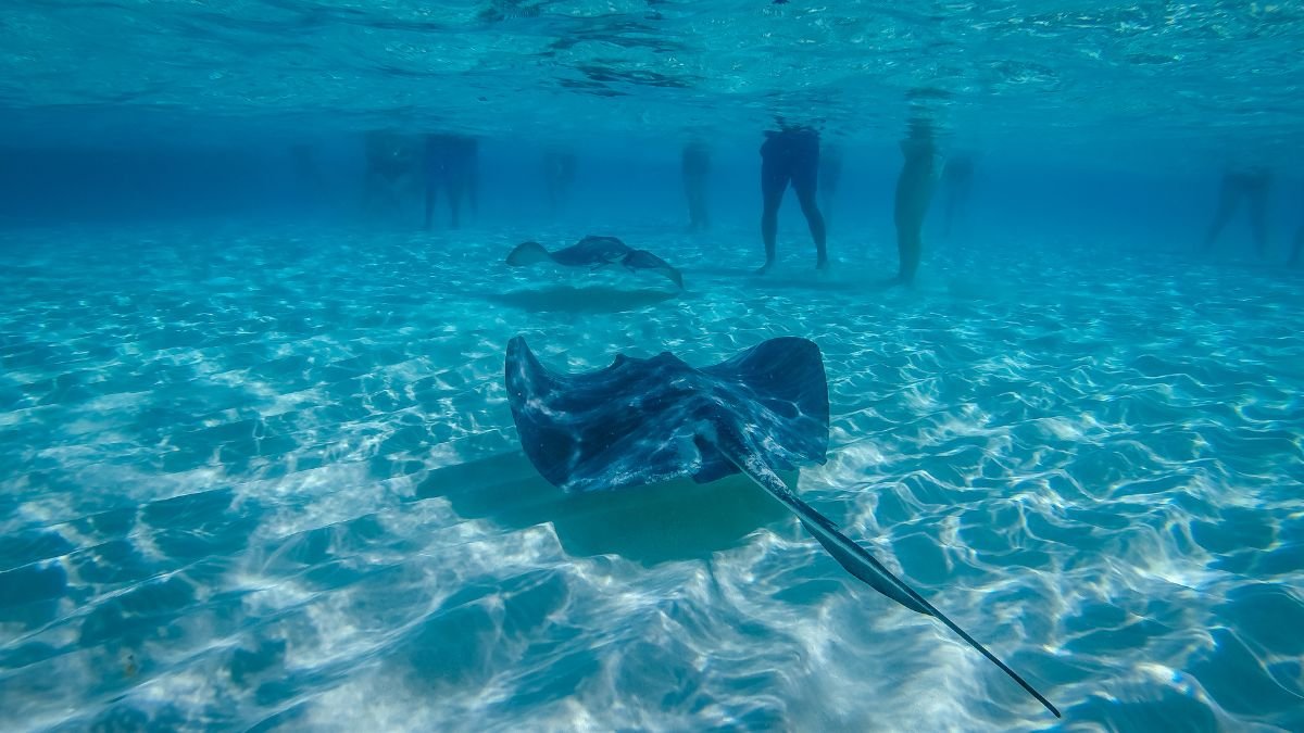 Stingray City Grand Cayman Cayman Islands Karib Digest