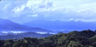 image-of-blue-and-john-crow-mountain