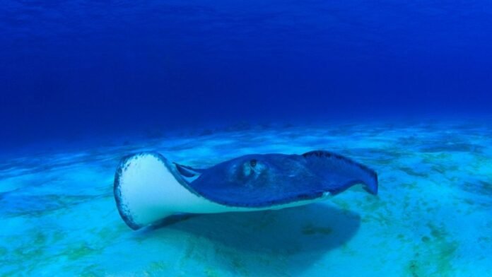 swimming-with-stingrays