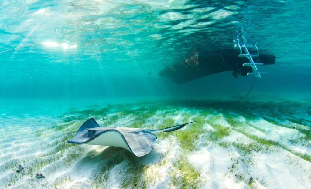 Stingray City