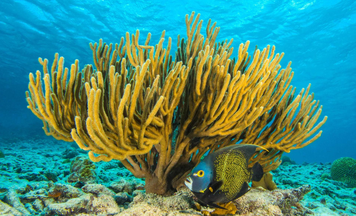 Bonaire National Marine Park: A Divers' Paradise - Karib Digest